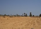 L117-Djerba-Oasi