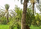 P151-Gabes-Oasi