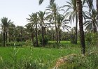 P152-Gabes-Oasi