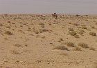 Q162-Kebili-Dromedari