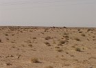 Q163-Kebili-Dromedari