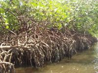 Rio de Galinhas-Bosco di Mangrovie-Clicca x Ingrandirlo