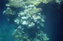 Barriera Corallina - Clicca per Ingrandirla