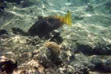 Barriera Corallina - Pesce - Clicca per Ingrandirla