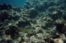 Barriera Corallina - Pesce - Clicca per Ingrandirla