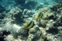 Barriera Corallina - Pesci - Clicca per Ingrandirla
