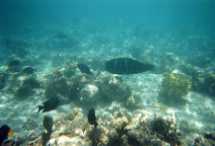 Barriera Corallina - Pesci - Clicca per Ingrandirla